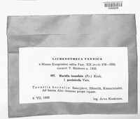 Bacidina inundata image